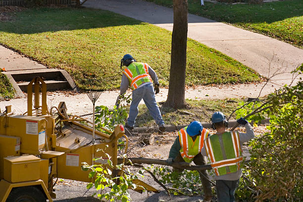 How Our Tree Care Process Works  in Homosassa Springs, FL